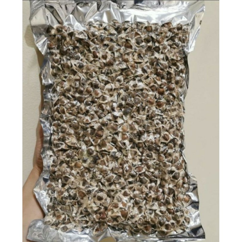 

biji bibi kelor asli original termurah 1kg 1 kg 1 kilo moringa seed lamuce la mu ce la mu tze