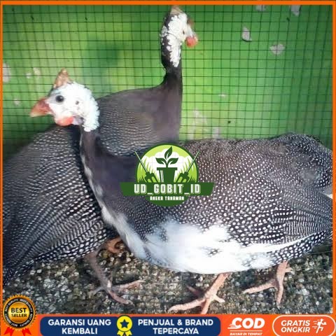 

Telur ayam mutiara hias siap ditetaskan - ayam mutiara UD_GOBIT_ID