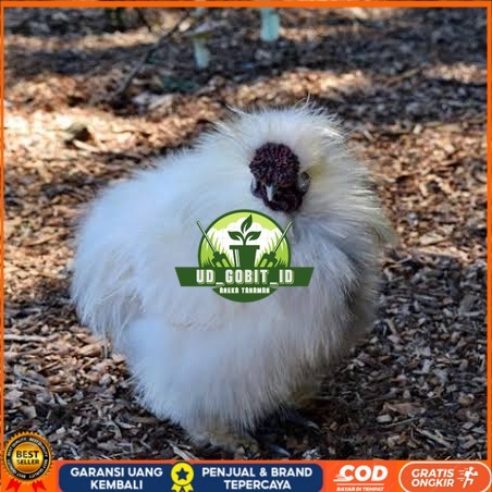 

Telur ayam kapas / telur ayam hias / telur fertil siap cod UD_GOBIT_ID