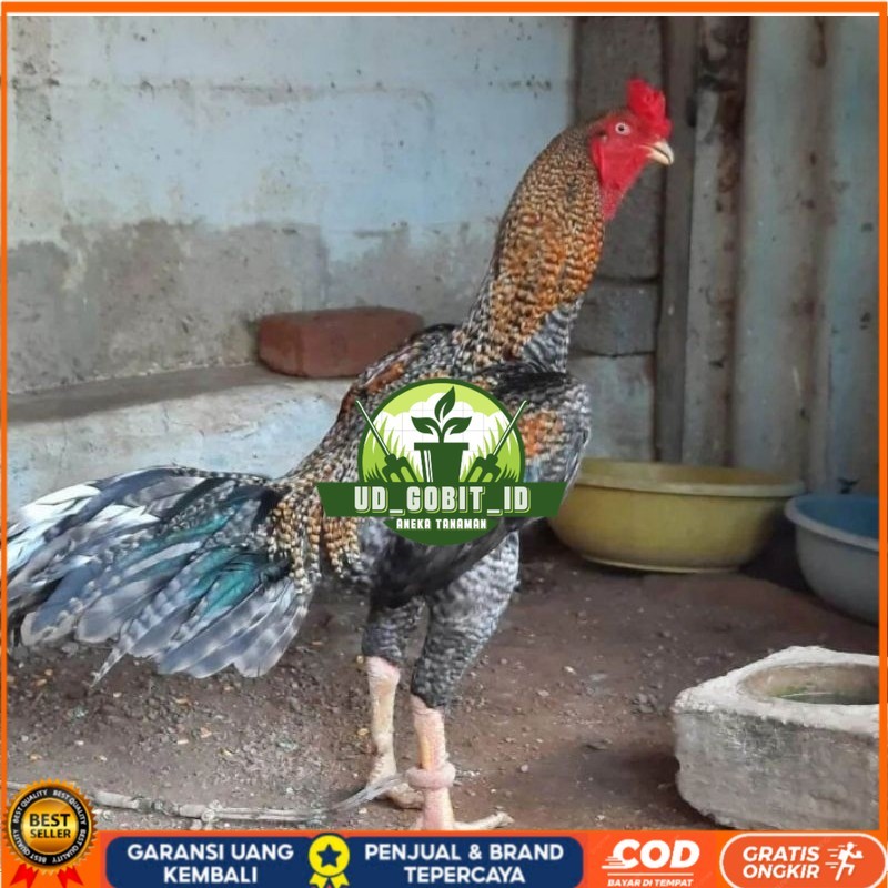 

TELUR AYAM HIAS PEDAGING URABA 2 UNTUK DI TETASKAN UD_GOBIT_ID