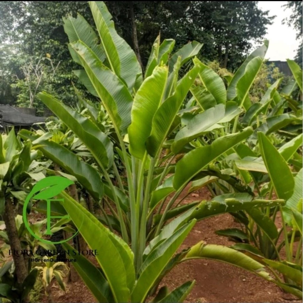 Pohon Pisang Kipas - Tanaman Hias Pohon Pisang Kipas