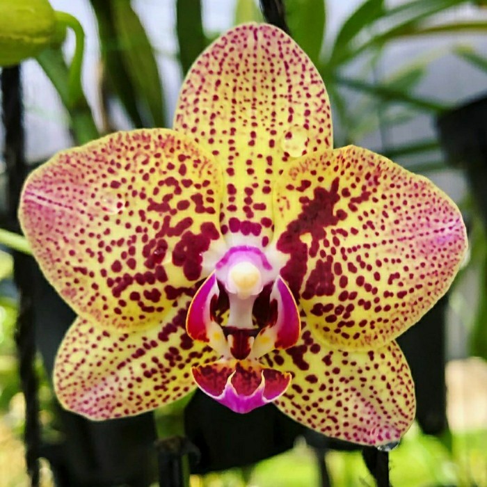 tanaman anggrek bulan spike spike murah