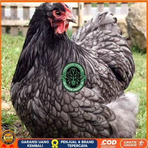 

Telur ayam bantam chocin / telur ayam hias / telur fertil siap tetas UD_SUPER_UNGGUL_ID