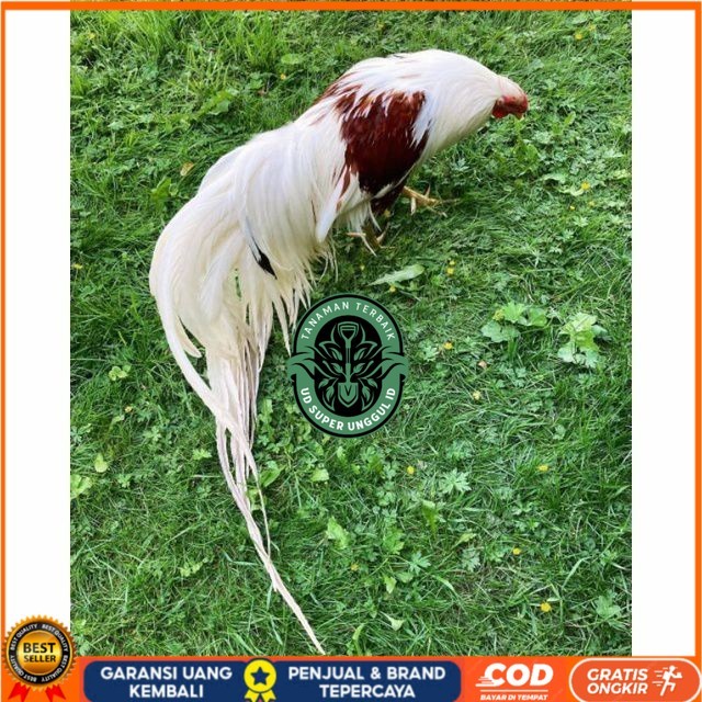 

Telur ayam hias yokohama fertil untuk ditetaskan Langsung UD_SUPER_UNGGUL_ID