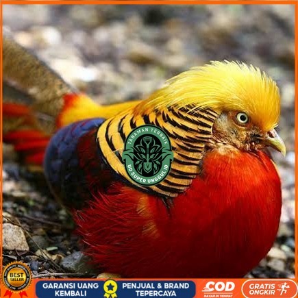 

telur ayam golden pheasant hias siap ditetaskan - golden pheasant UD_SUPER_UNGGUL_ID
