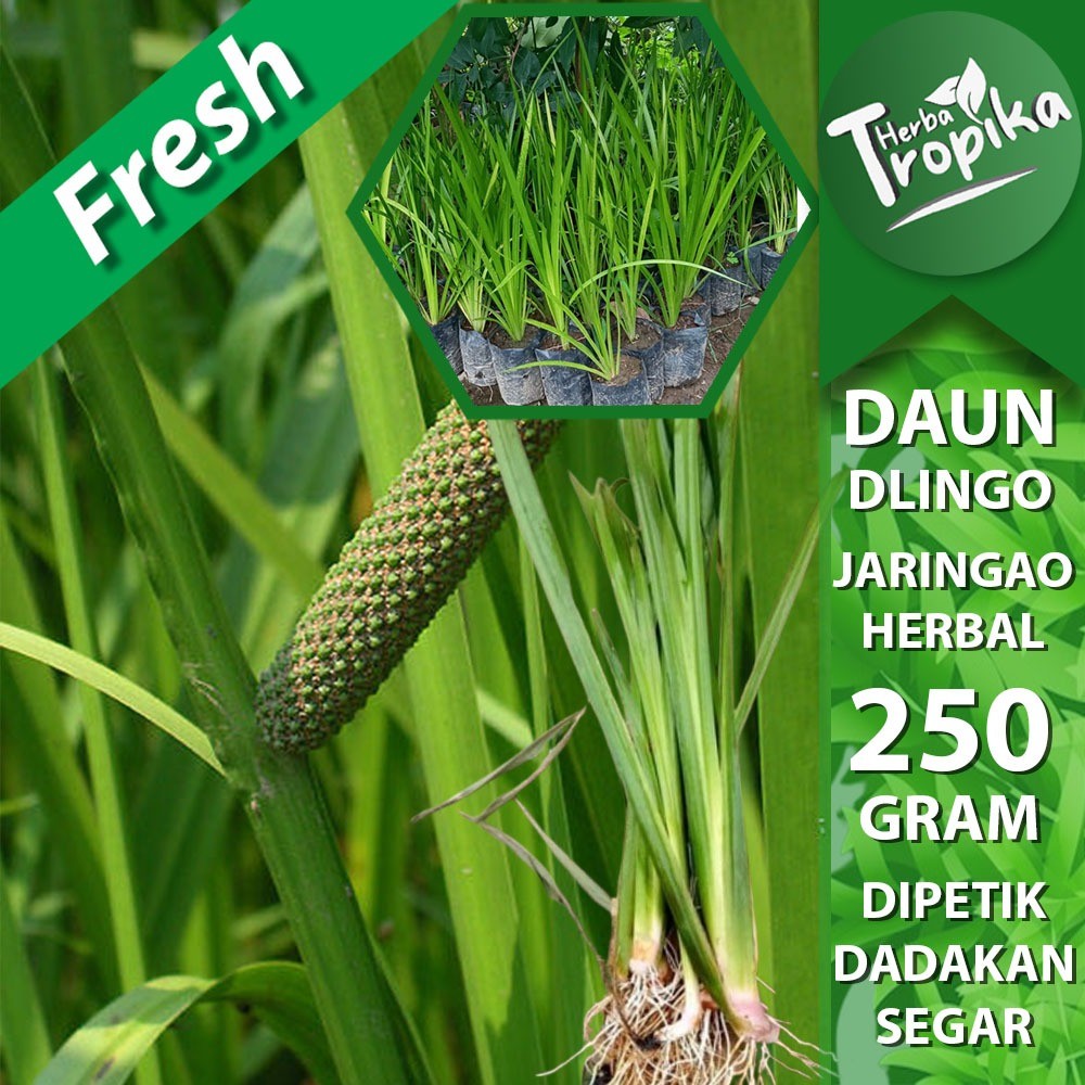

Daun Dlingo Jaringau Jaringao 250 gram obat herbal alami toko herba tropika