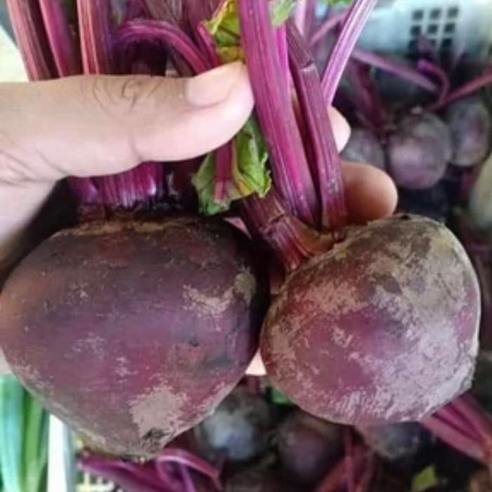 

BUAH BIT BEET ROOT ORGANIK FRESH