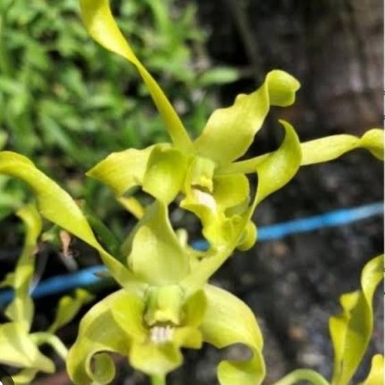 Anggrek Dendrobium Caesar Green Dewasa siap bunga