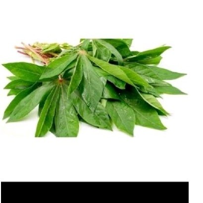 

daun sjnglong sgat 1 ikat