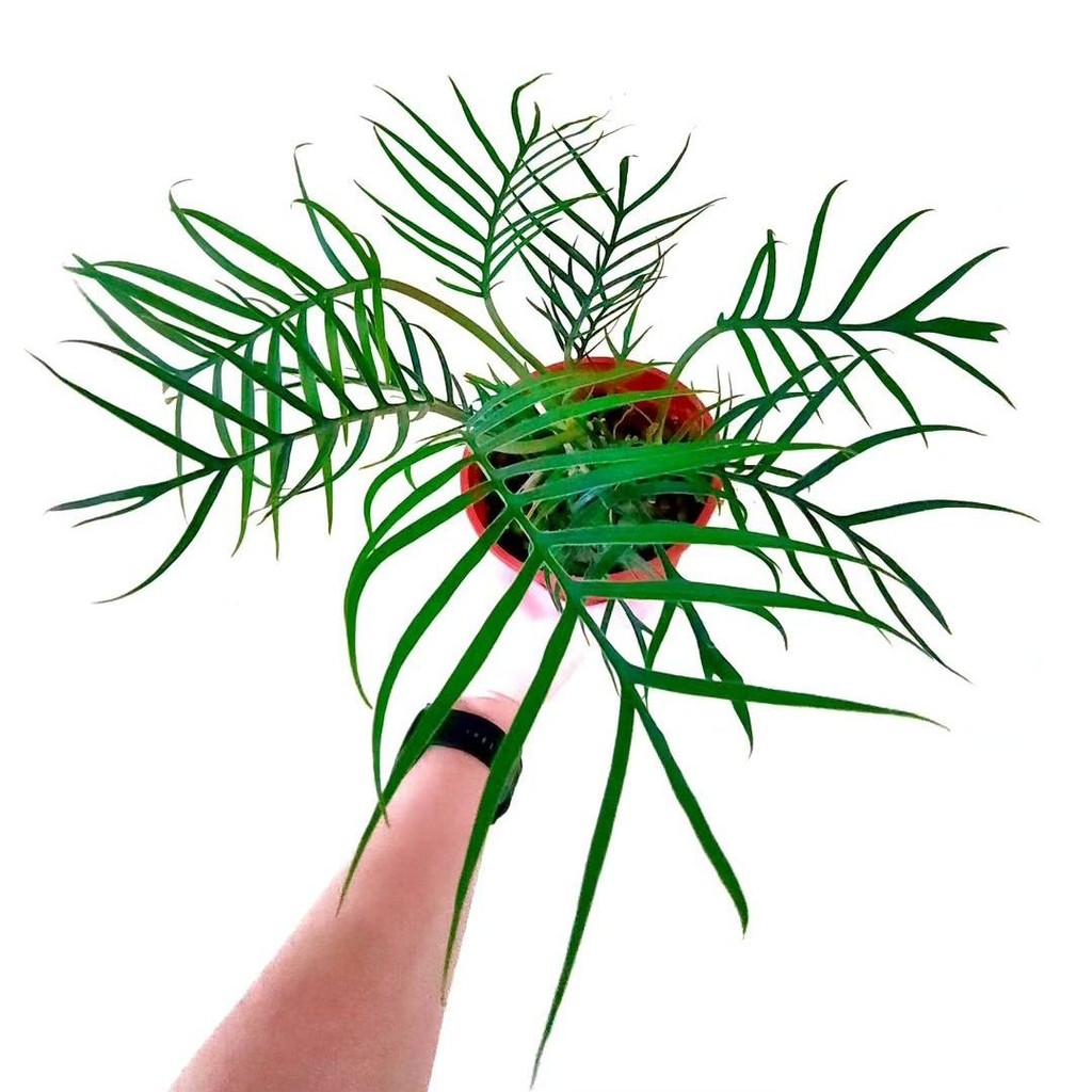 Tanaman Hias Philodendron Tortum - Philodendron Tortum - Tortum