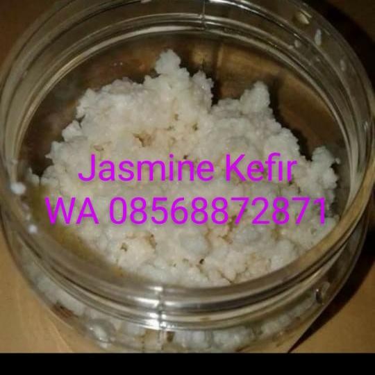 

bibit kefir/grainkefir
