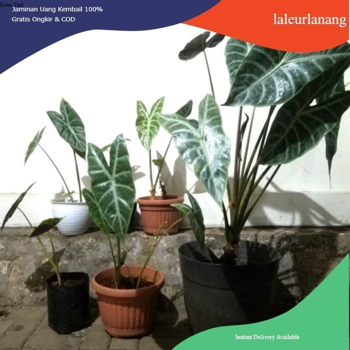 CALADIUM LONGILOBA, keladi kuping kelinci tanaman hias murmer Herbal COD