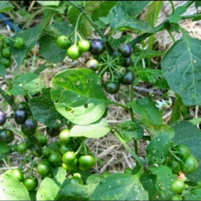 

Buah leunca sayur segar 100gram Herbal COD