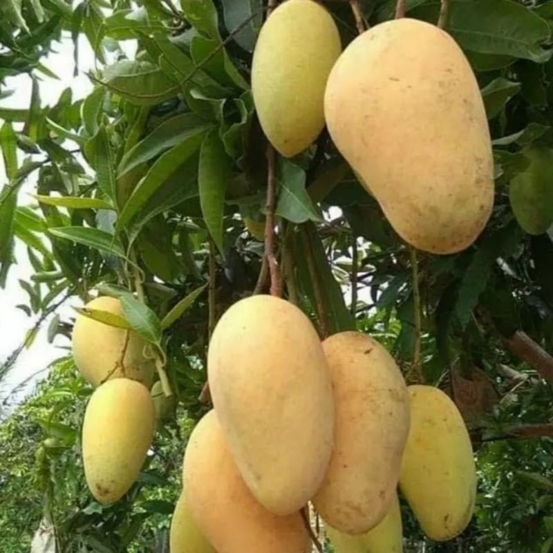 BIBIT / POHON MANGGA CHOKANAN CEPAT BERBUAH SIAP TANAM