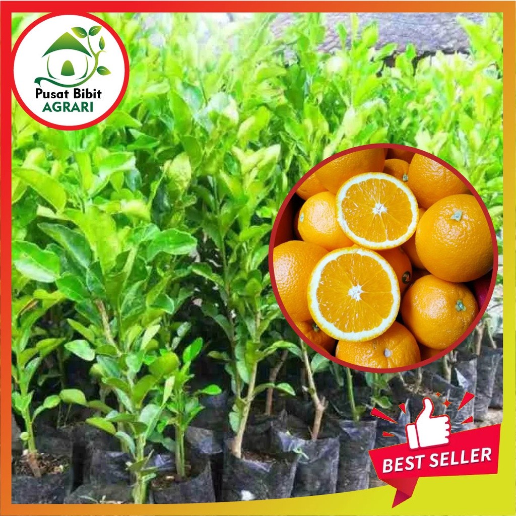 Bibit Jeruk Sunkis Asli Tanaman Buah Hasil Okulasi Sankis Super Genjah Unggul Bisa Tabulampot