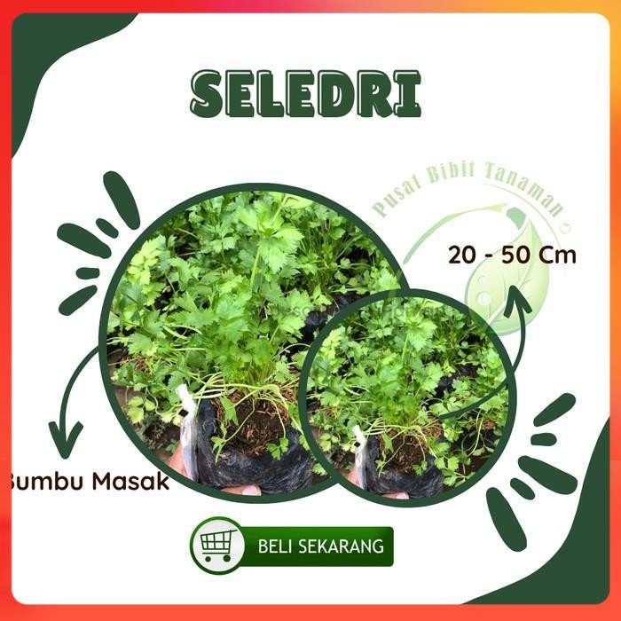 Bibit Tanaman Seledri Daun Seledri