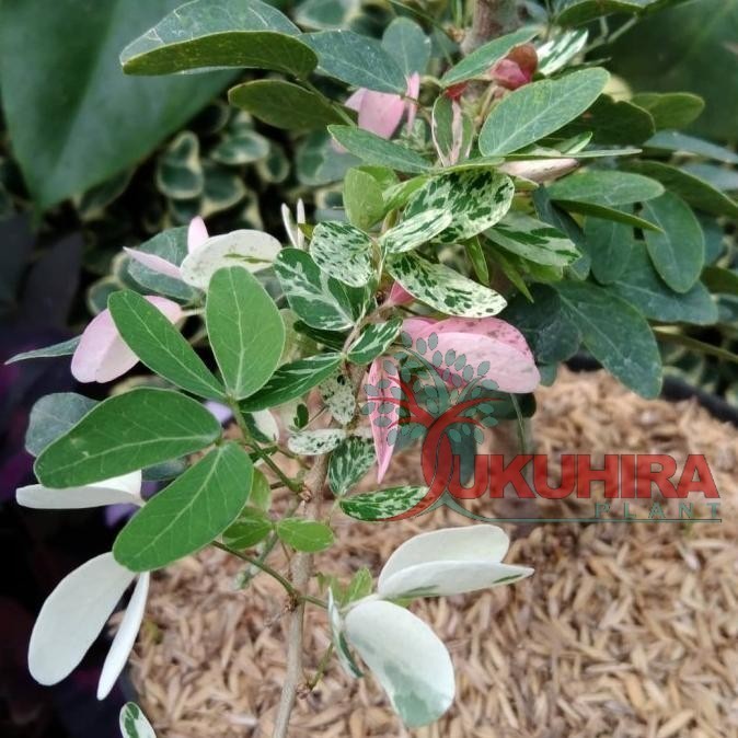 tanaman asam kranji variegata bibit/tanaman asam kranji