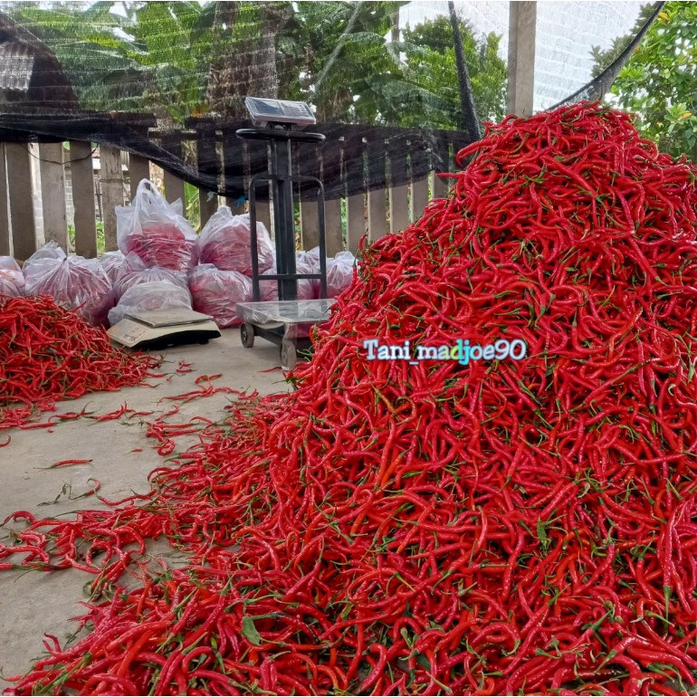 

Paket Cabe Merah Keriting 1Kg / Cabe Keriting Merah 1kg dijamin fresh segar /Cabe Keriting Fresh Segar Panen Langsung Dari Petani
