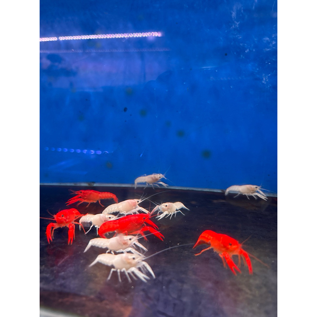 Paket LOBSTER HIAS AIR TAWAR