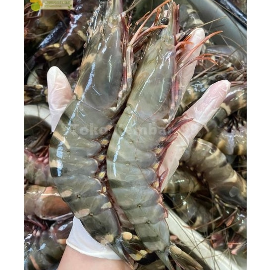 Udang Segar 1Kg Udang Tiger Udang Windu Udang Pancet udang Besar Udang jumbo