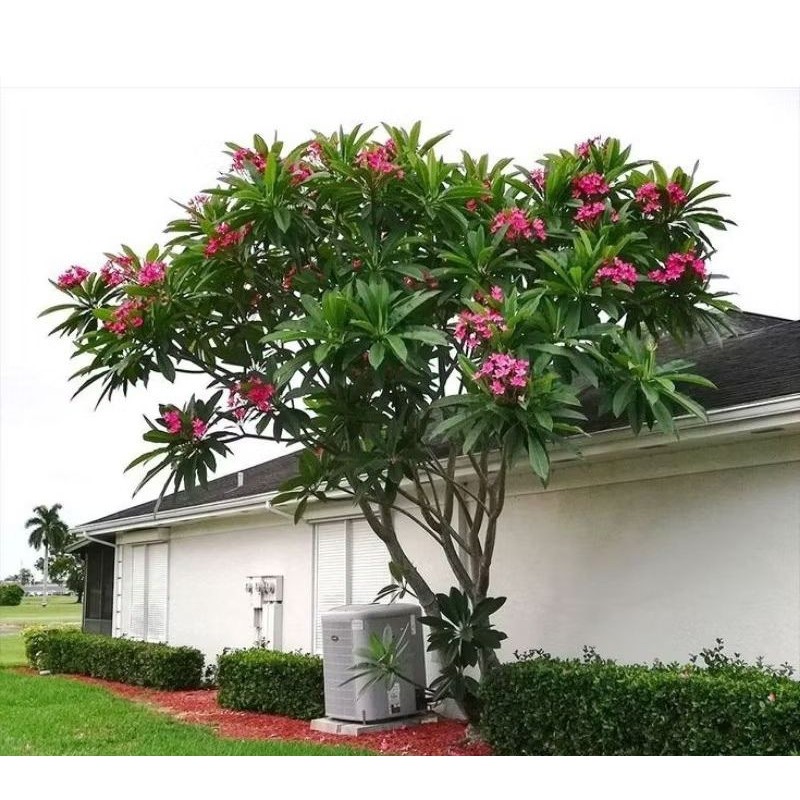 NEW PRODUK Tanaman kamboja bali, Tinggi 1,5 m - 2 m//bunga pink, kuning, putih TERLARIS