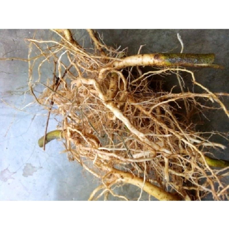 

New Akar sadagori segar 250 gram