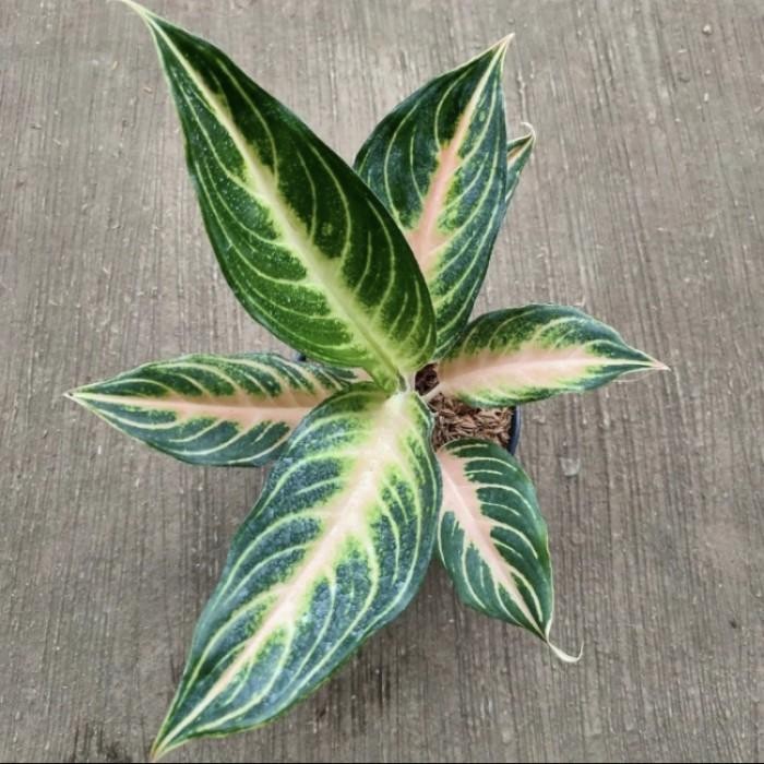 Aglonema Pink Sunset - Tanaman Hias Koleksi - Aglo - Aglonema Murah