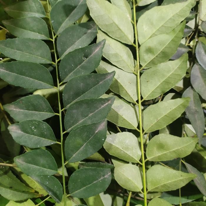 

Promo DAUN KARI SEGAR / BUMBU REMPAH 250gr