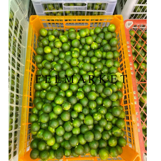 

Jeruk Sonkit Fresh / Jeruk Songkit Super / 1 Kg