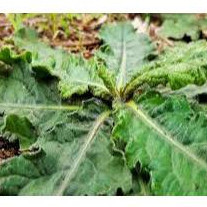 

DAUN TAPAK LIMAN ISI 250 GR