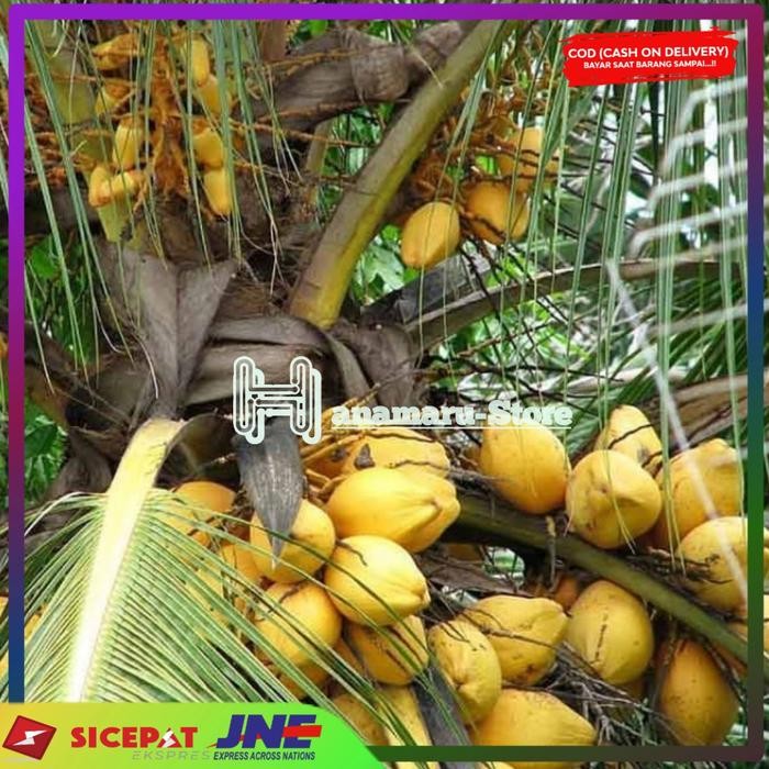 

PROMO BUAH KELAPA GADING l KELAPA KUNING MUDA