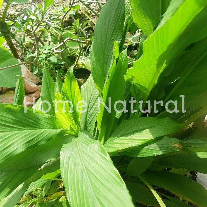 

Daun kunyit atau daun kunir ( 250gram )