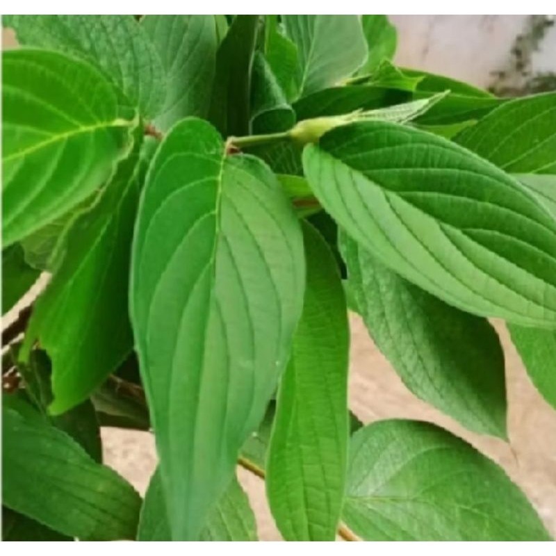 

Daun sirih hutan obat tradisional herbal kampung daun sirih hutan Ter 1kg