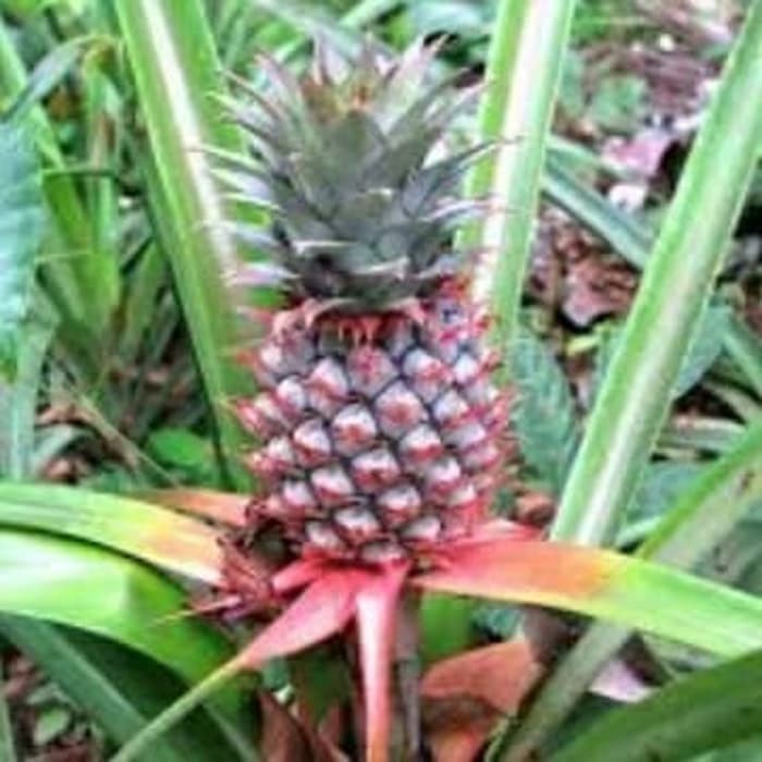 

HalimunHerbal buah nanas muda segar siap ambil ke kebun