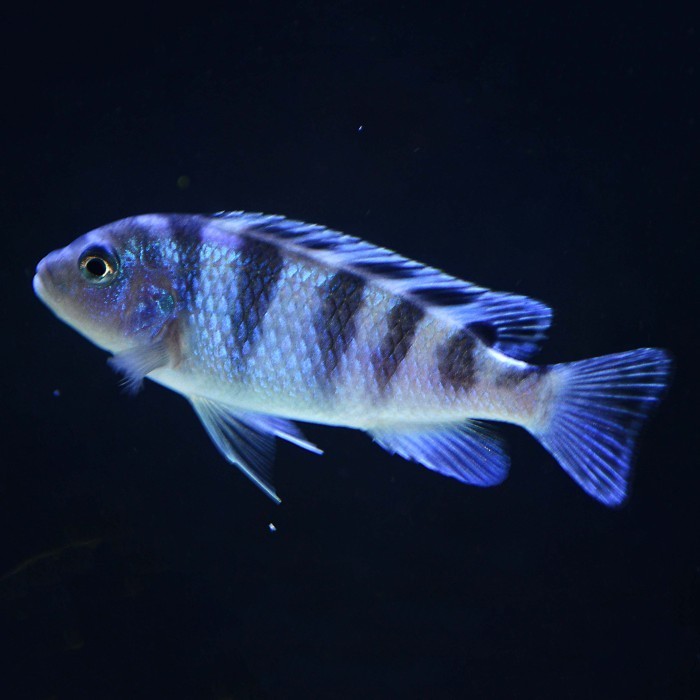 Ikan Cichild Lombardi / Ikan Hias Air Tawar / Ikan Hias Aquascape