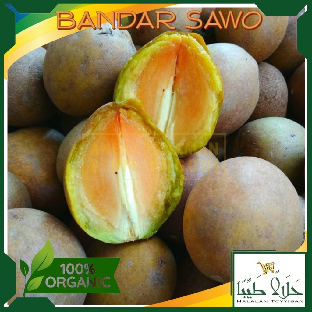 

BANDAR Buah Sawo Madu Gred A