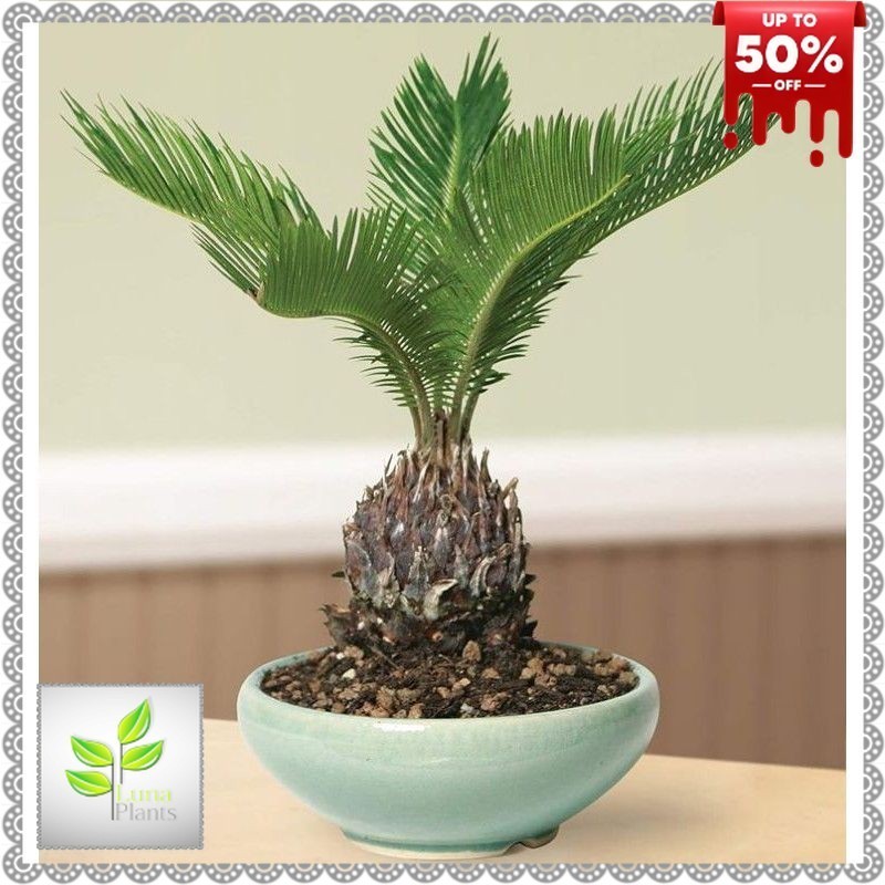 ( BISA COD ) Tanaman Hias Palem Sikas Mawar Jambe Dewasa / Tanaman Hidup Palm Sikas Pohon Palem Sika