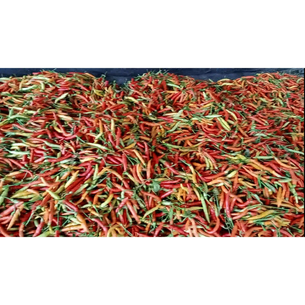 ID BENIH BIBIT CABE RAWIT SETAN TIPE PATALAN SIUNG 03 10 GRAM YOU SEED