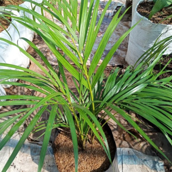 bibit palem phoenix bibit palem kurma mini bibit palem mini bibit palem kurma bibit palem kuning bib