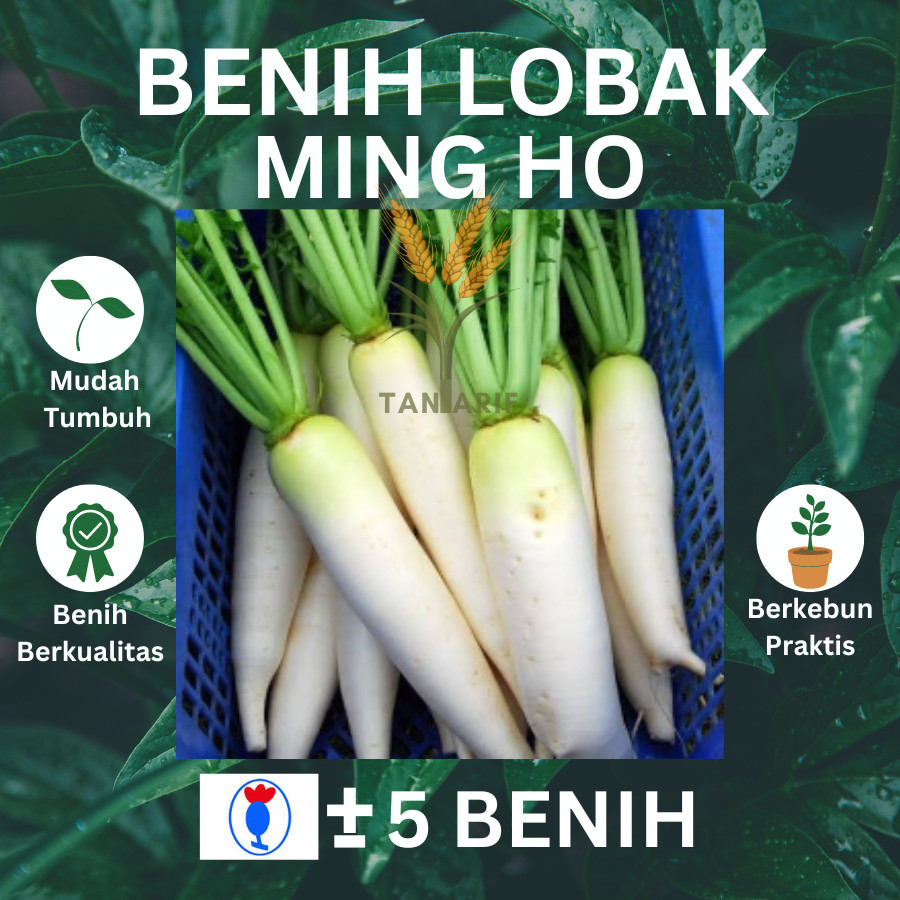 5 Butir - Benih Lobak Putih MING HO Known You Seed Biji Buah Sayur Tanaman Murah