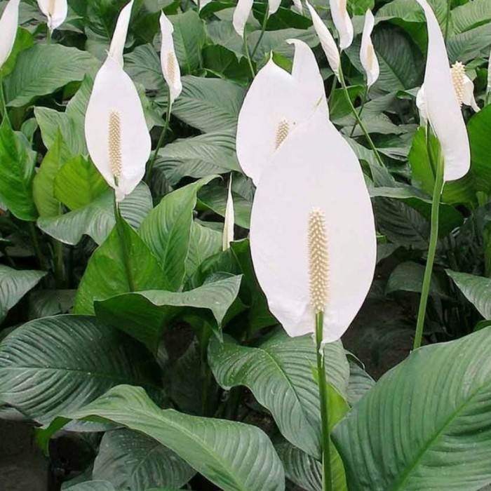 tanaman hias sepatu filum - bunga sepatu filum peace lily