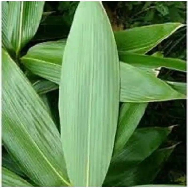 Promo 100 Lmbar Daun Bambu Jumbo Buat Bungkus Bakcang Bacang Kacang Bungkus makanan