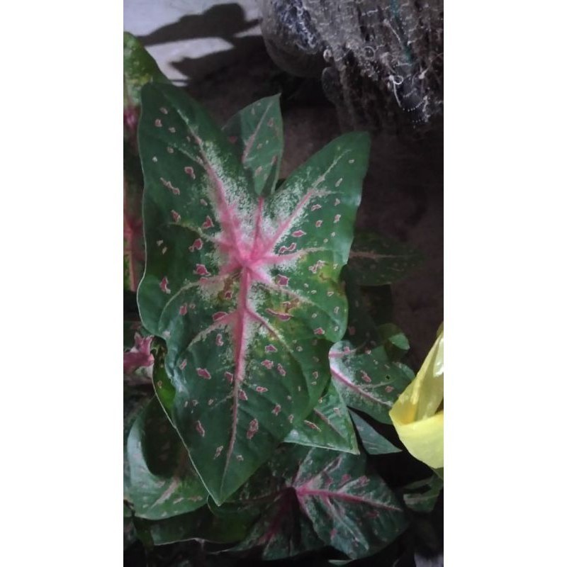 Keladi bercak merah - umbi keladi bercak darah- bonggol keladi bercak darah