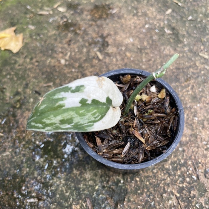 Scindapsus mayari variegata Tanaman Hias Bunga Hidup