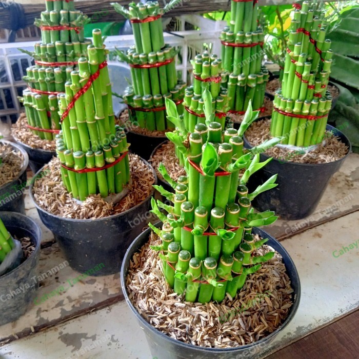 tanaman hias bambu hoki - bambu hoki hias