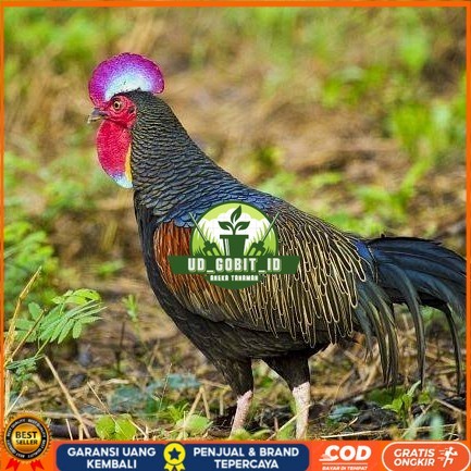 

Telur ayam hutan x jawa / telur ayam hias / telur fertil siap tetas UD_GOBIT_ID