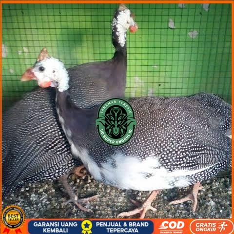 

Telur ayam mutiara hias siap ditetaskan - ayam mutiara UD_SUPER_UNGGUL_ID
