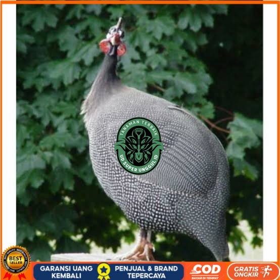 

Telur ayam mutiara hias fertil siap ditetaskan - ayam mutiara UD_SUPER_UNGGUL_ID
