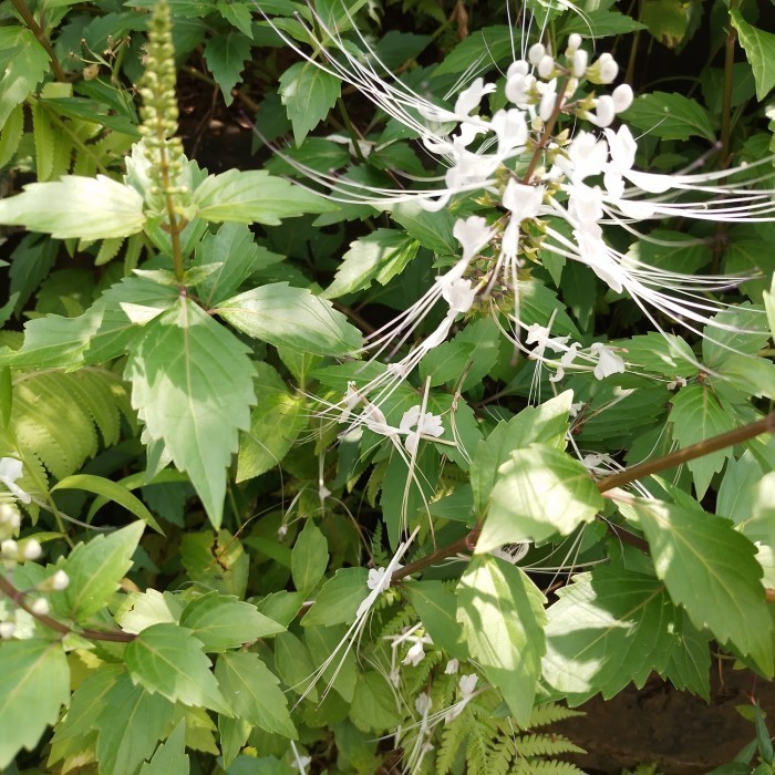 

Daun Kumis Kucing Segar Obat Herbal 1kg