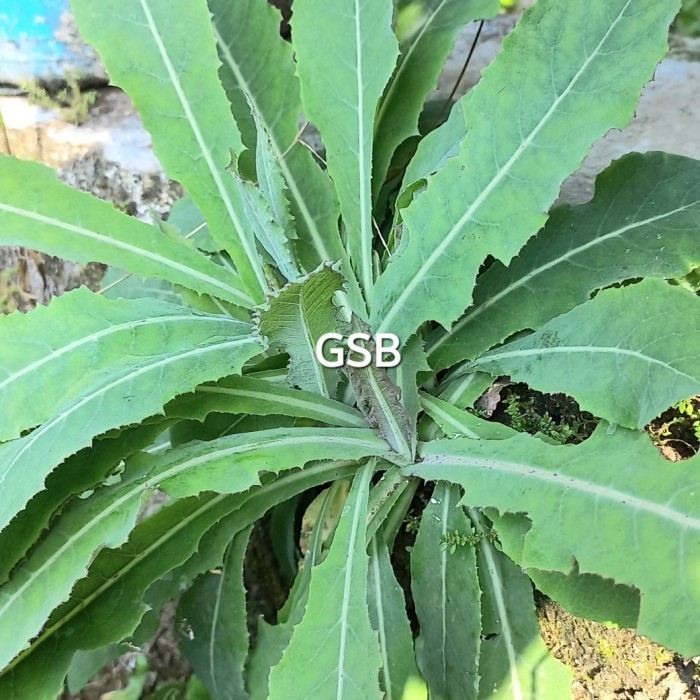 

Daun tempuyung segar 1 kg herbal alami